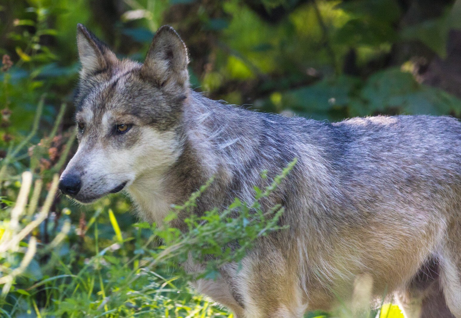 The Mexican Wolf exhibit is one of the areas of Binder Park Zoo that confinues to evolve.