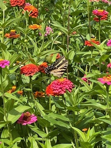 A butterfly resting on a flower at a U-pick garden owned by the Laupp family. Rebekah Laupp says they have seen a large number of butterflies this year