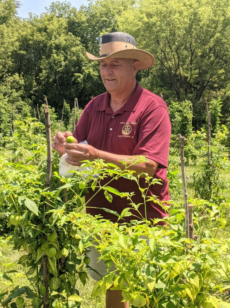 Carlos Fontana picks tomatillos which are grown in his farm garden.