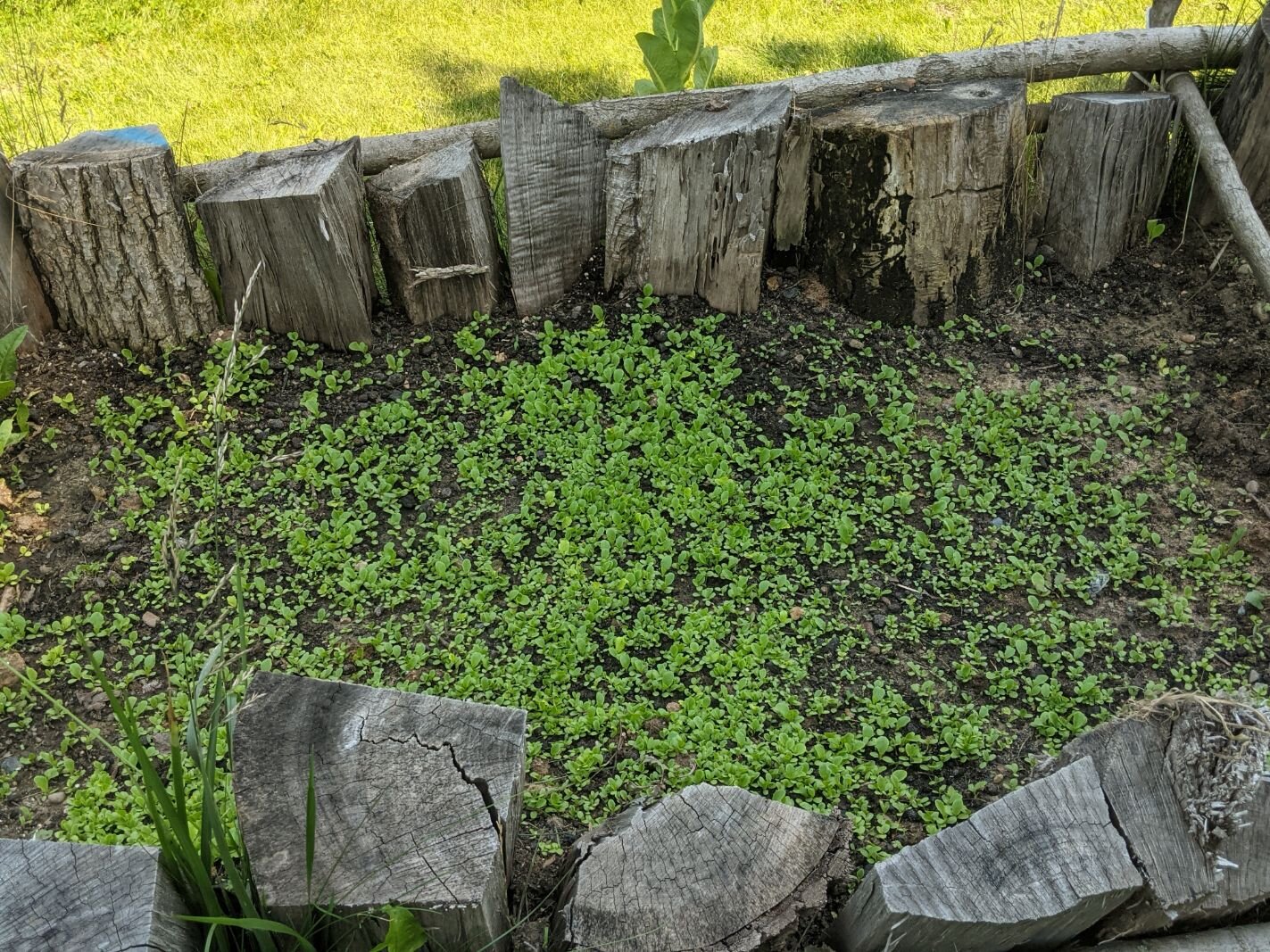 A raised bed at Carlos Fontana's farm containing romaine lettuce seedlings.