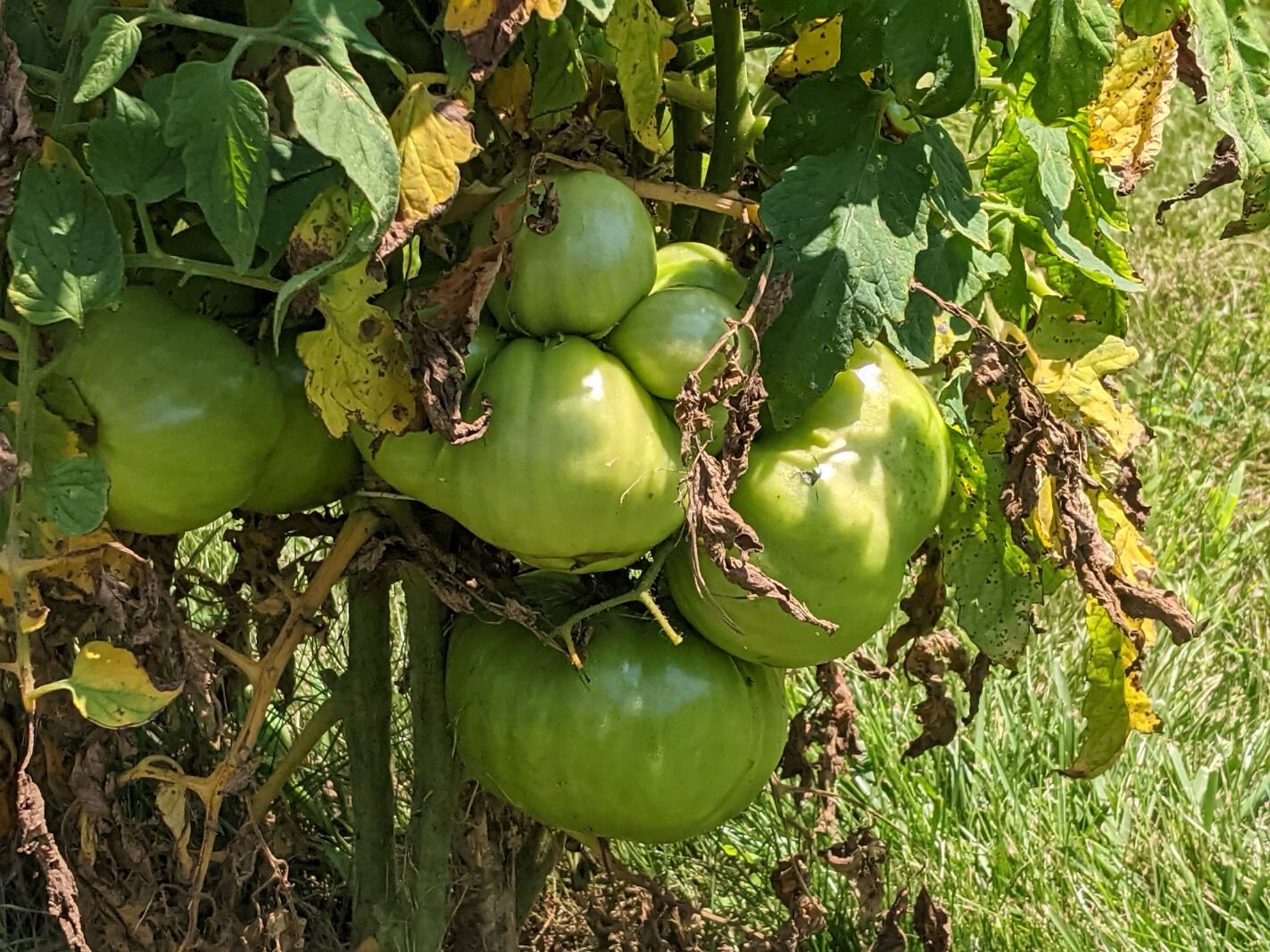 These jumbo-size heirloom tomatoes have low acidity and are perfect. Last year Fontana harvested one that weighed two pounds. These tomatoes are used by local restaurants such as WACO Kitchen and are also a favorite of one of Fontana's customers.