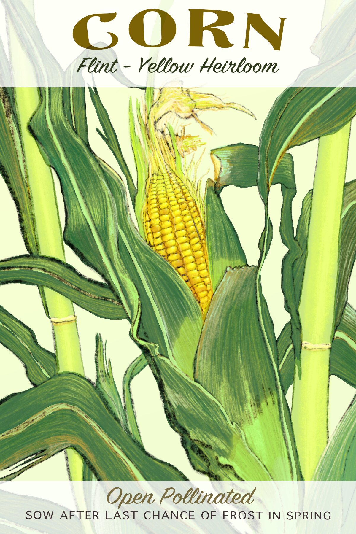 Seed packet illustrated by Taylor Scamehorn