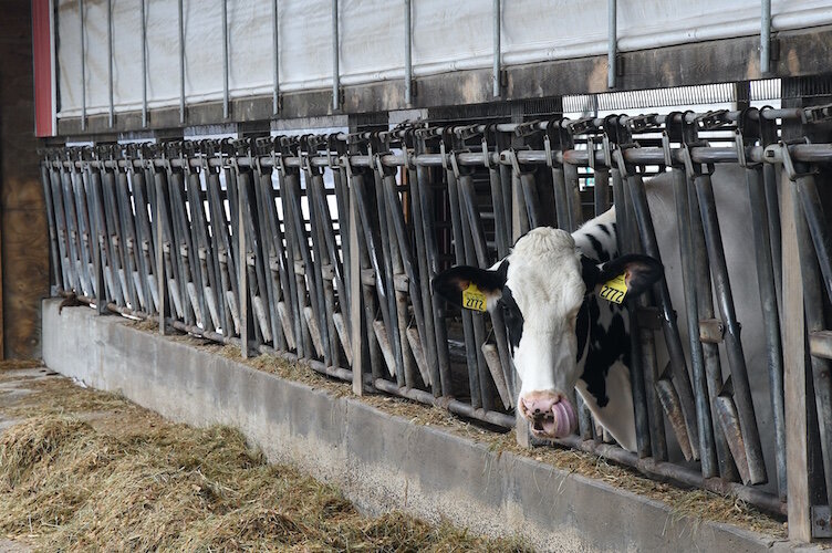 A young calf eats during midday at the Crandall Farm.