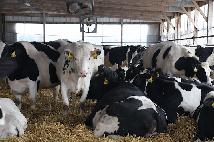 Heifers lounge around in a barn, the Crandall Farm.