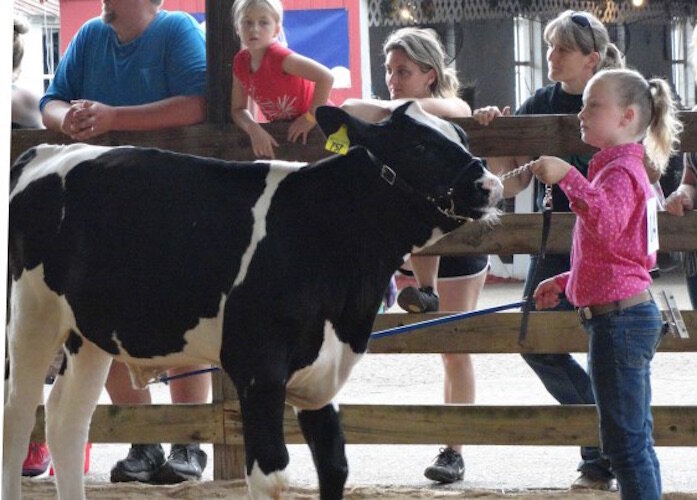 A youngster shows off a dairy cow at the 4-H Fair.