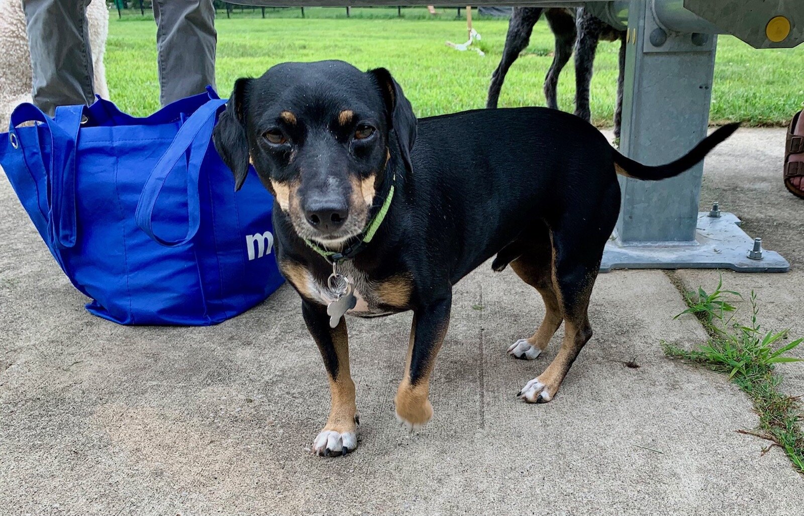 Josh Paris’ dog Finley is a regular at the Fairmount Dog Park on Prairie Street in the West Douglas Neighborhood.