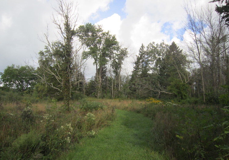 Dead ash trees will be removed and replaced with native tree species from the southern edge of our range that are expected to adapt well in the face of climate change and keep forests healthy.