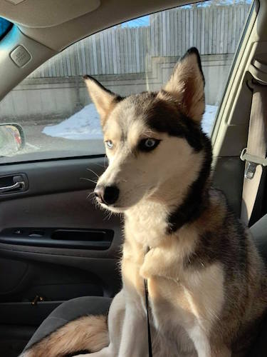 Dog owners say their dogs are ready for a Dog Park in Battle Creek.