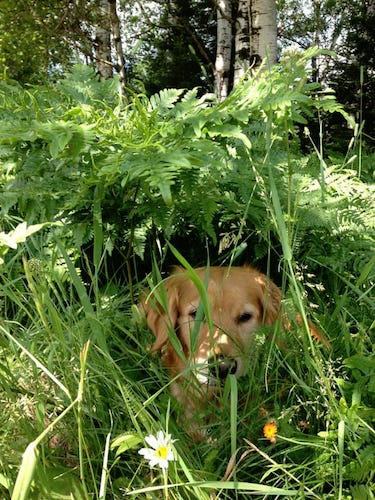 Dog owners say their dogs are ready for a Dog Park in Battle Creek.