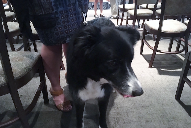 A guest at the Kalamazoo Humane Society's campaign announcement