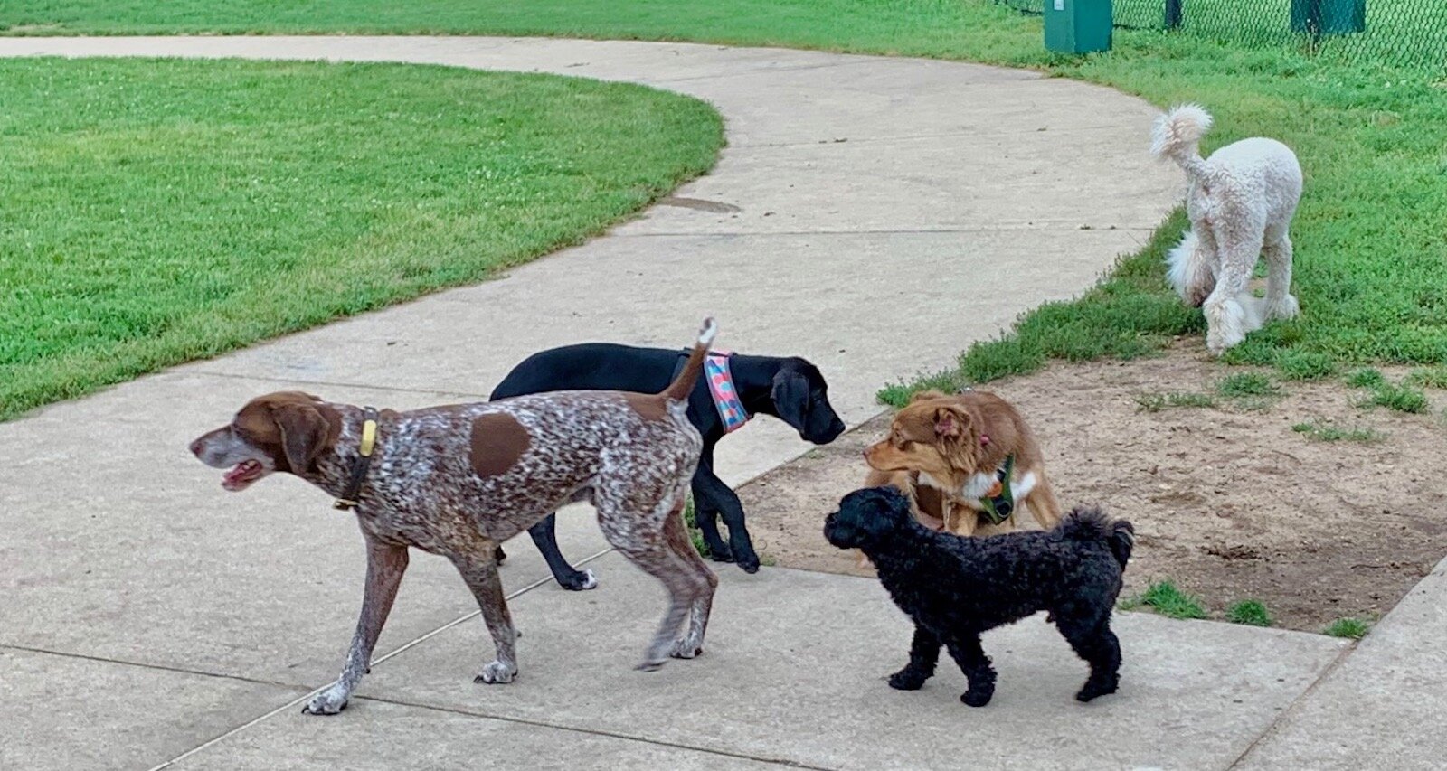 Dogs give visitors to Fairmount Park a common ground to socialize.