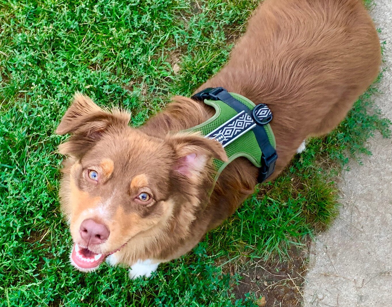 Ivy, an Australian Shepherd, is all smiles.