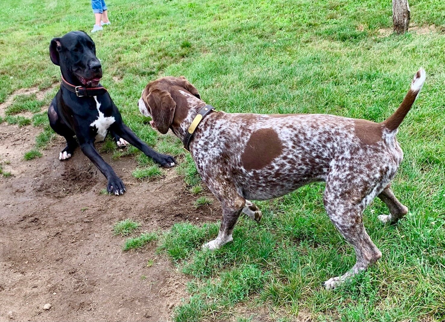 Dogs find their own ways to communicate at the Fairmount Dog Park.