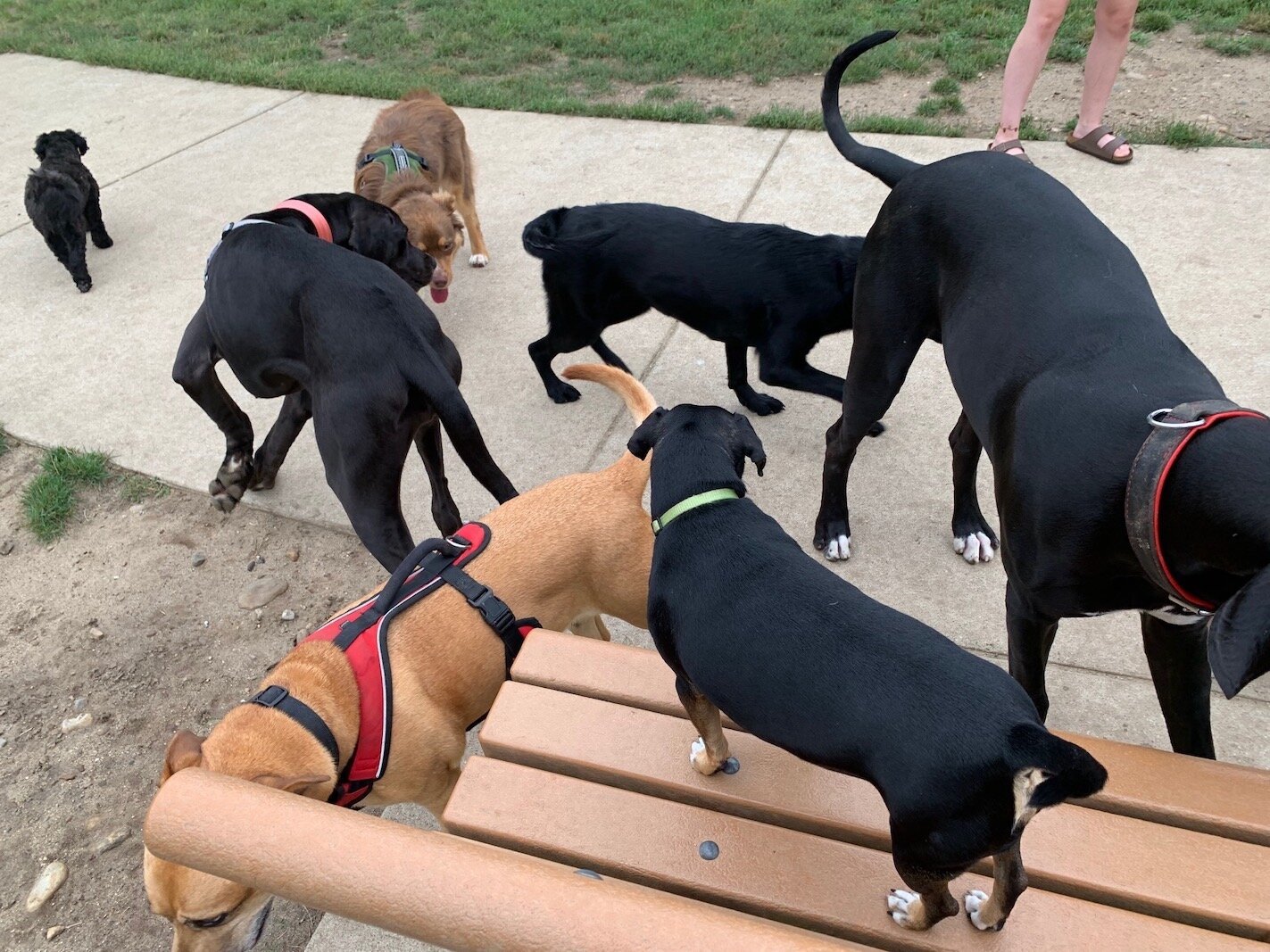 Finley, a Dachshund and miniature pincher mix, stands on a bench seeming to supervise an afternoon meeting of other dogs at Fairmount Dog Park.