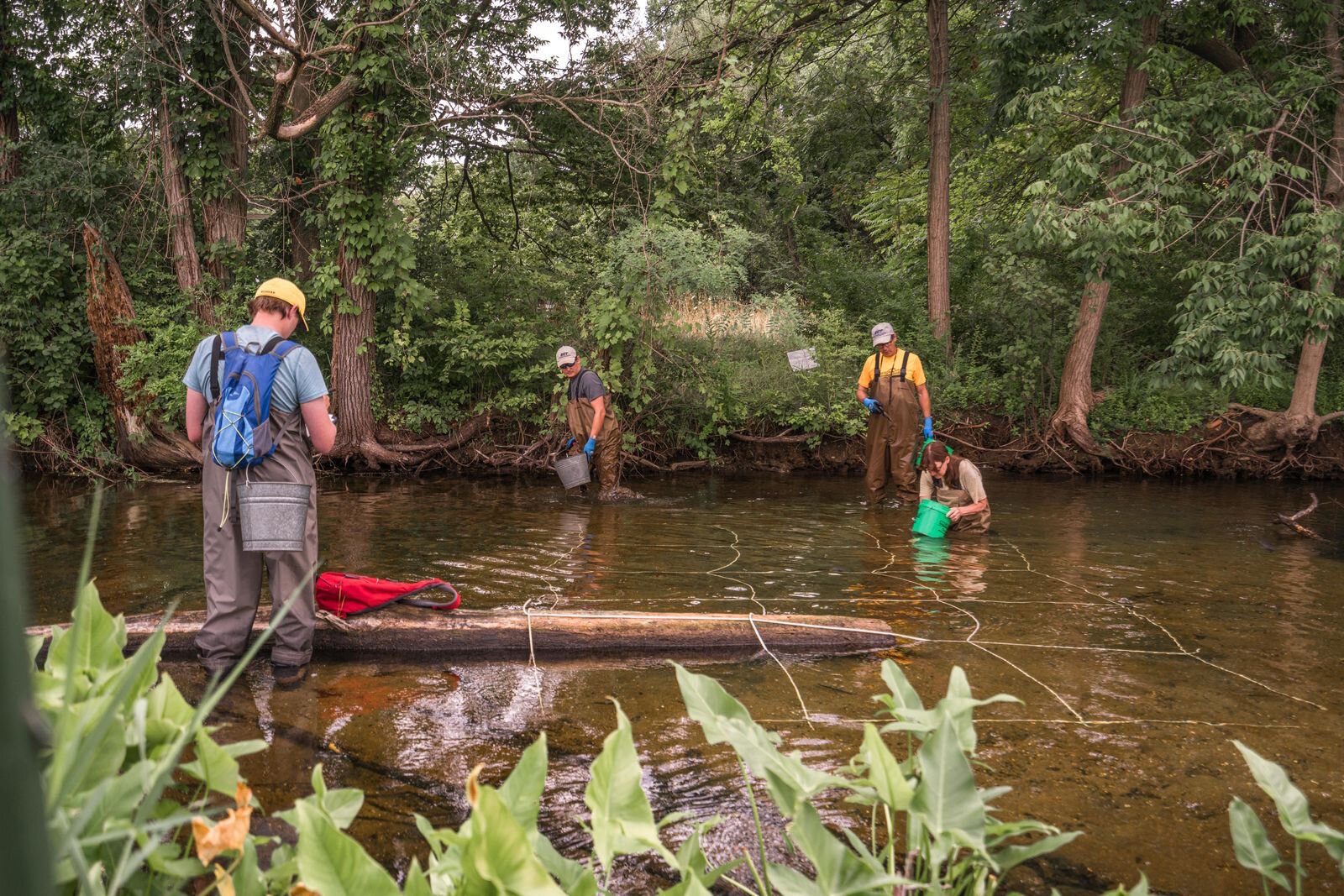 Researchers were excited to find the rare snuffbox mussel in Portage Creek as they researched wildlife as part of the development of The Mill at Vicksburg.