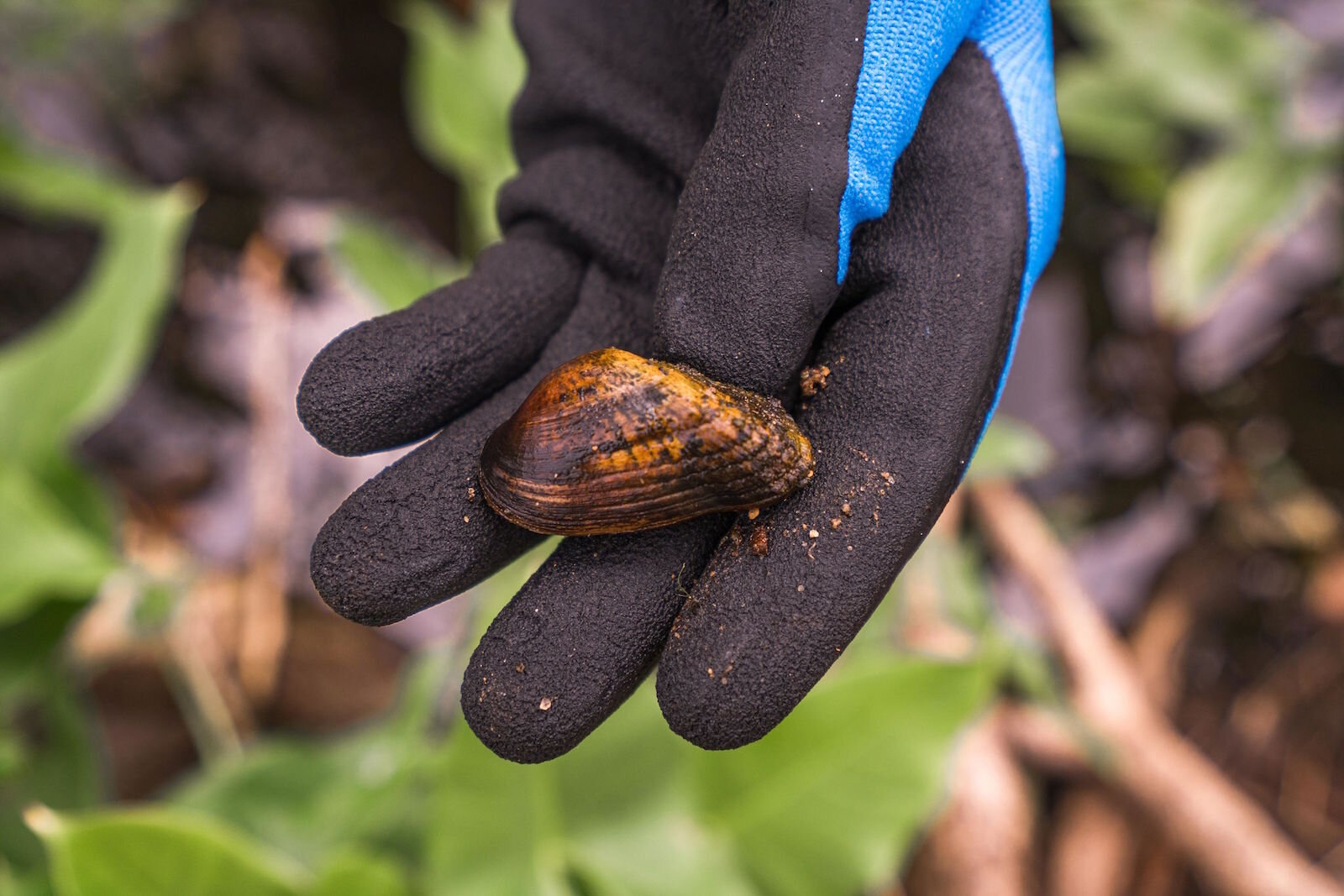 Researchers have been very excited to find the rare snuffbox mussel in Portage Creek at the site of The Mill at Vicksburg.