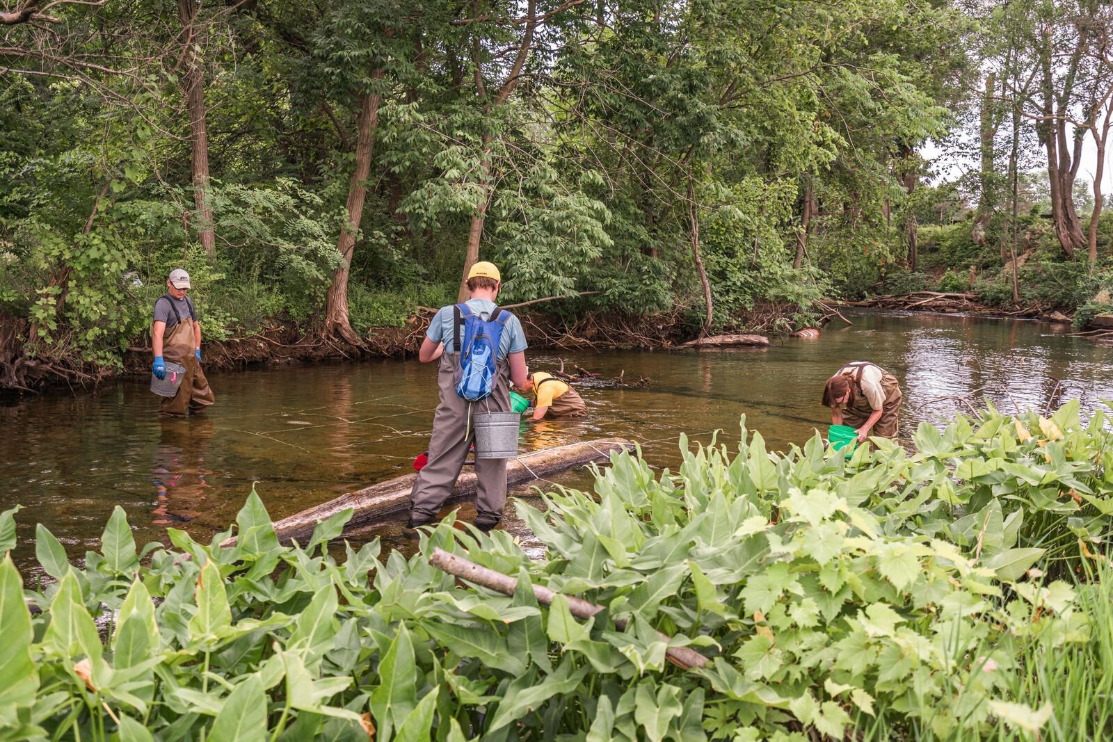 Researchers have been very excited to find the rare snuffbox mussel in Portage Creek at the site of The Mill at Vicksburg.