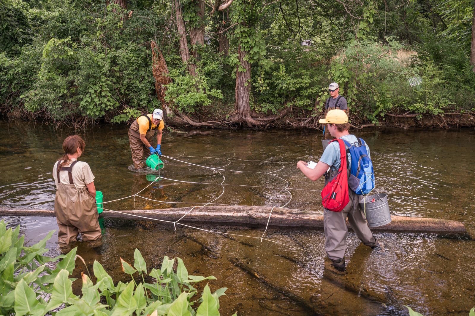 Researchers have been very excited to find the rare snuffbox mussel in Portage Creek at the site of The Mill at Vicksburg.