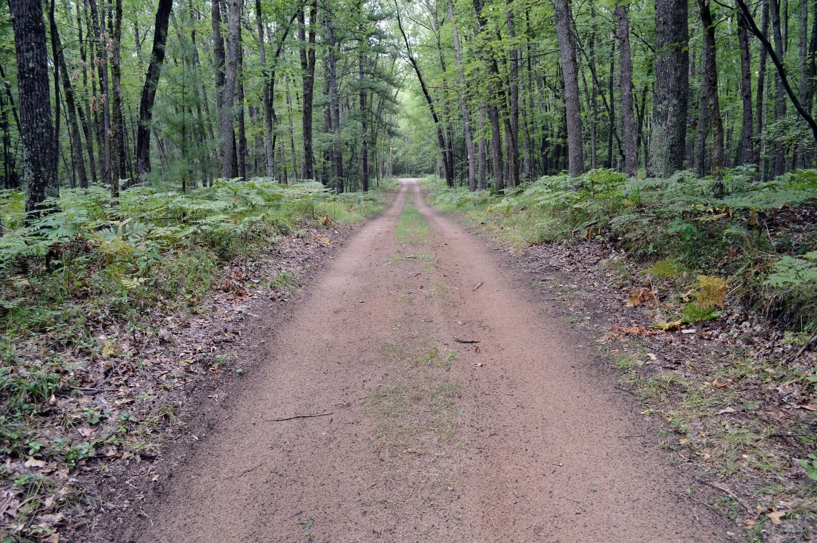 In the Manistee National Forest.  