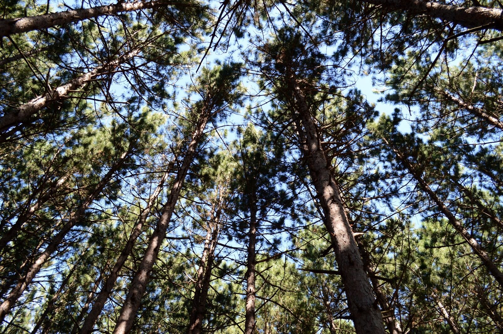 Pine plantation, likely from the CCC’s efforts to reforest Michigan during the Great Depression.