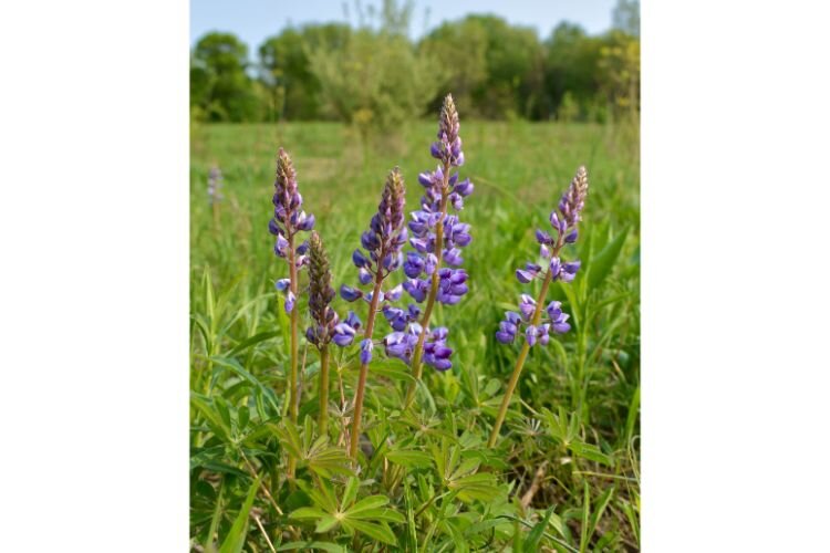 Wild lupine springs from the savannah.