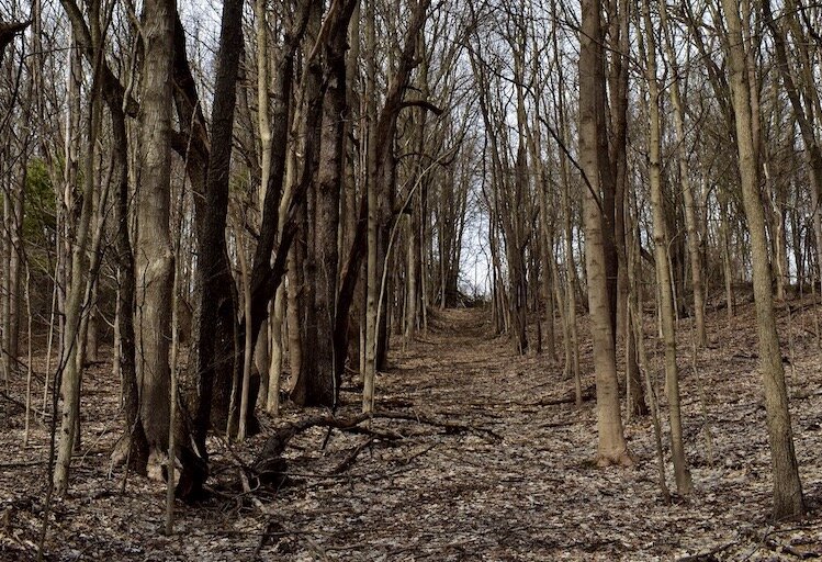 An old road appears off of Meadow Run trail.