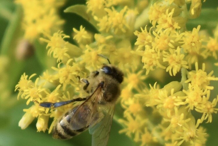 A honeybee collects nectar from goldenrod flowers.
