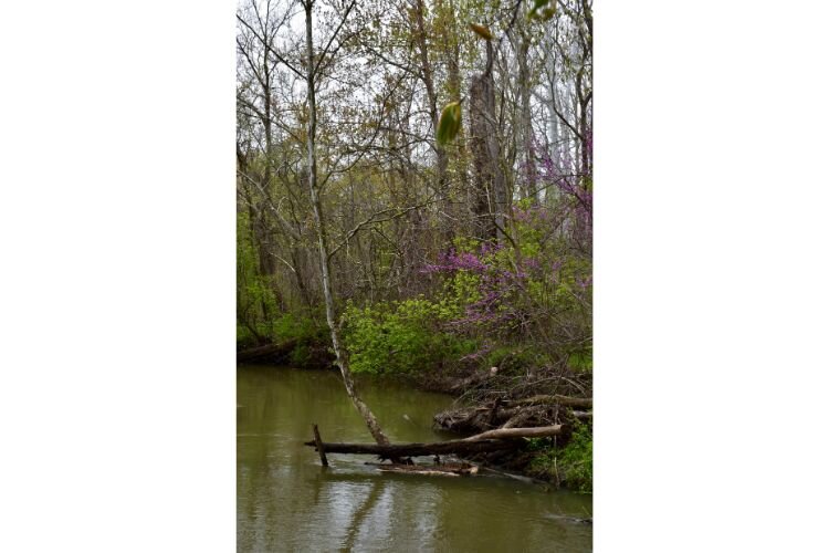 Redbuds flank the Galien River.