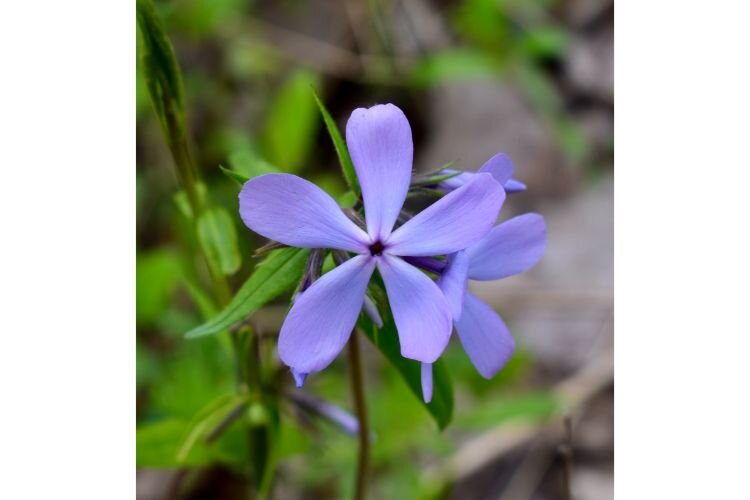Woodland phlox decorates the forrest floor at Kesling Nature Preserve.