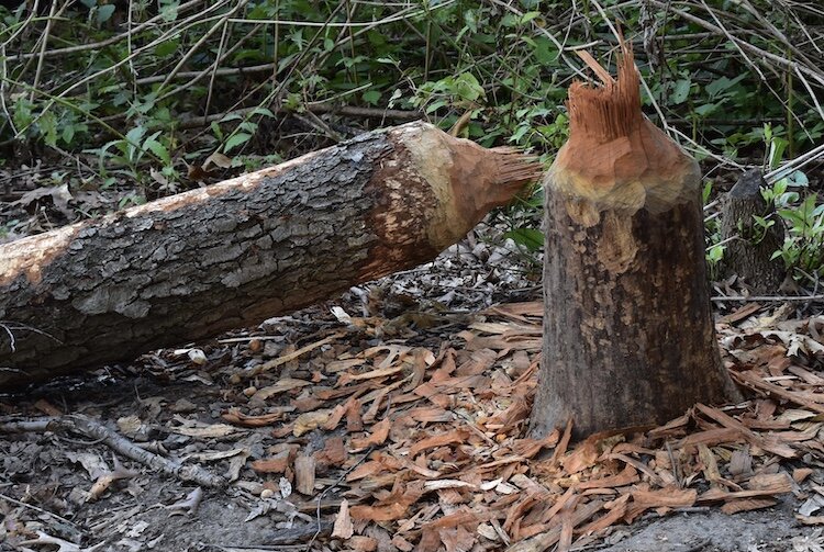 Evidence of beavers is widespread along the edges of Asylum Lake.
