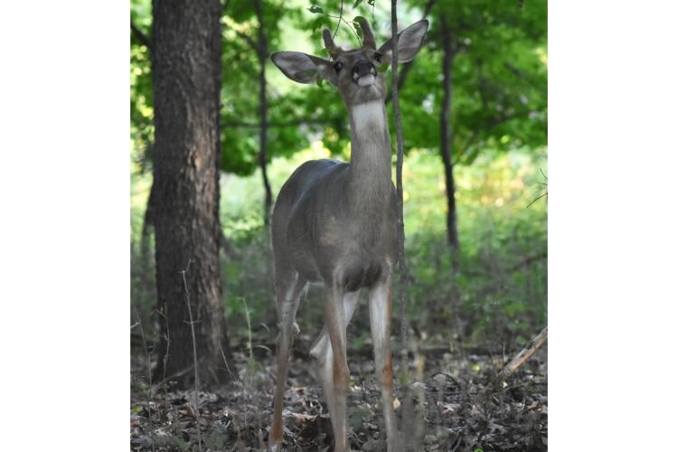 A young buck grabs a quick snack.