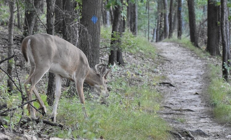 A deer slips out to follow the trail.