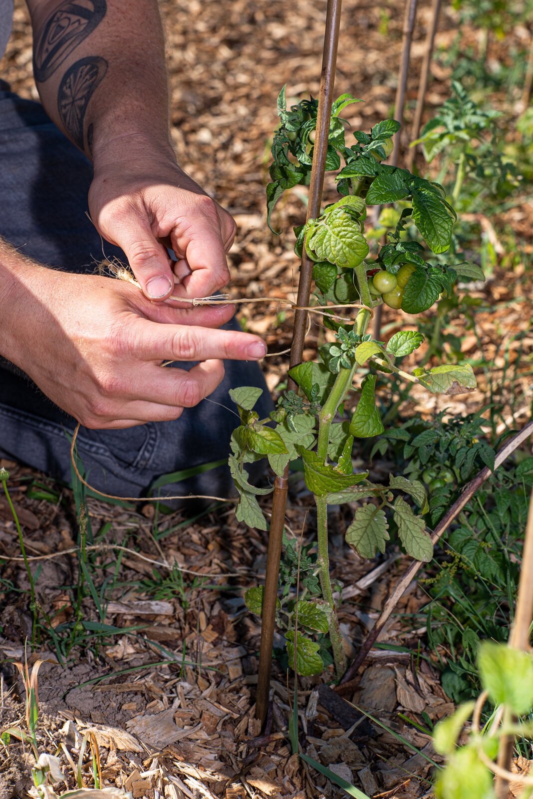 Chris Imler ties some tomatoes to a trellis.