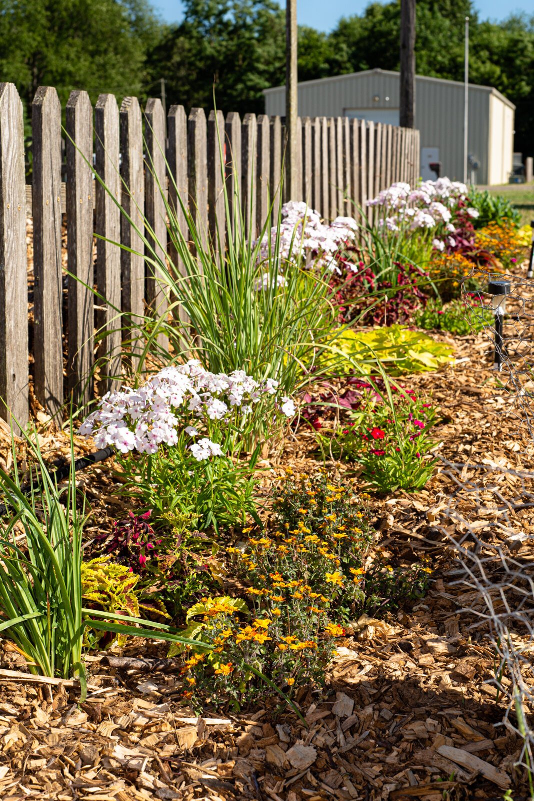 Flowers grow at the garden in Paw Paw.