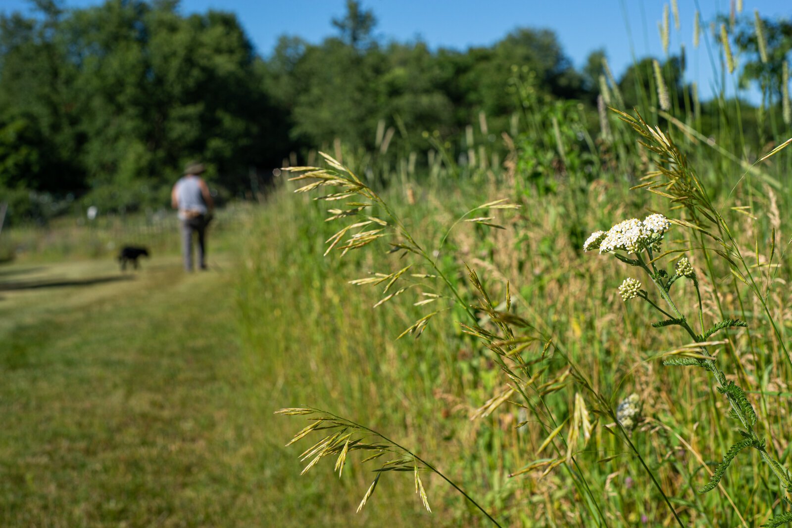 Yarrow, Chris, and Parsnip on the way to the old garden.