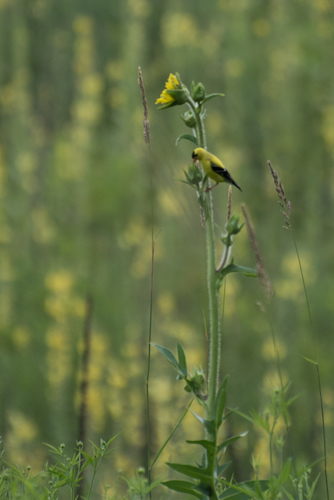 Yellow finches in the field next to the creek on Reed Street have their own song to sing. 
