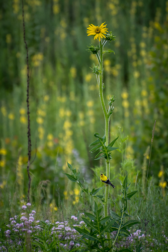 Yellow finches in the field next to the creek on Reed Street have their own song to sing.