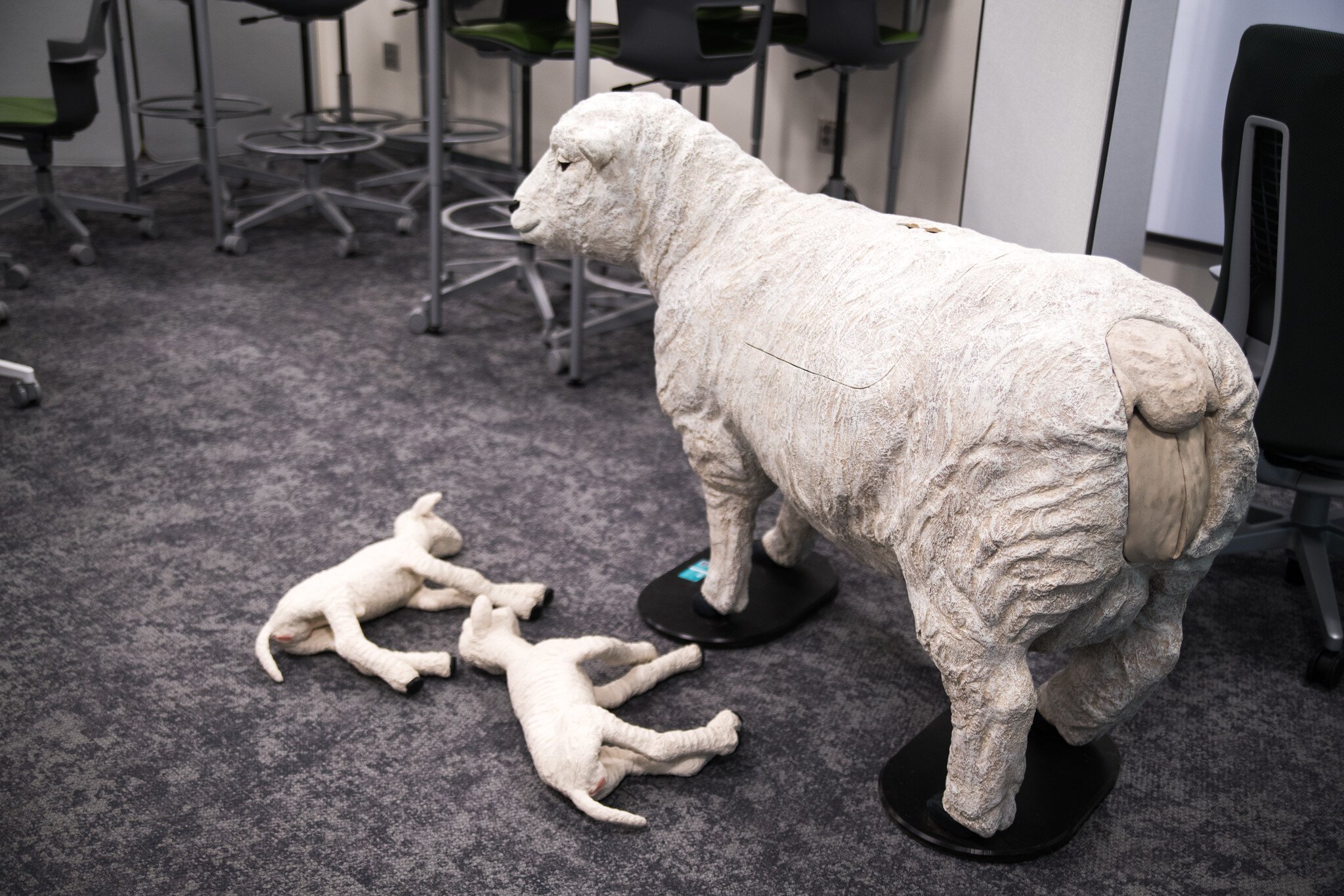Inside the veterinary education section of the KRESA Career Connect Center