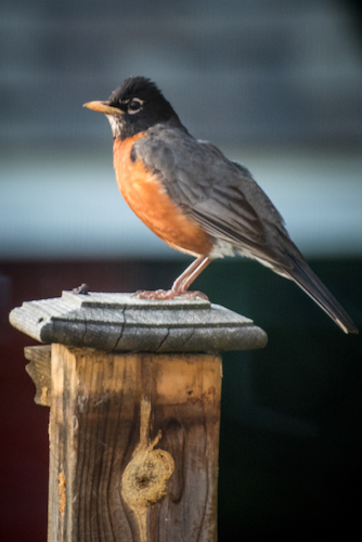A backyard robin contributes to the avian symphony in Edison. Photo by Fran Dwight