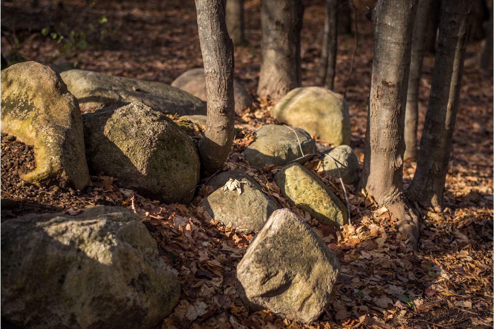 The 15 acres of the New Day Nature Trails will become a savannah with deciduous trees and wildflower prairie.