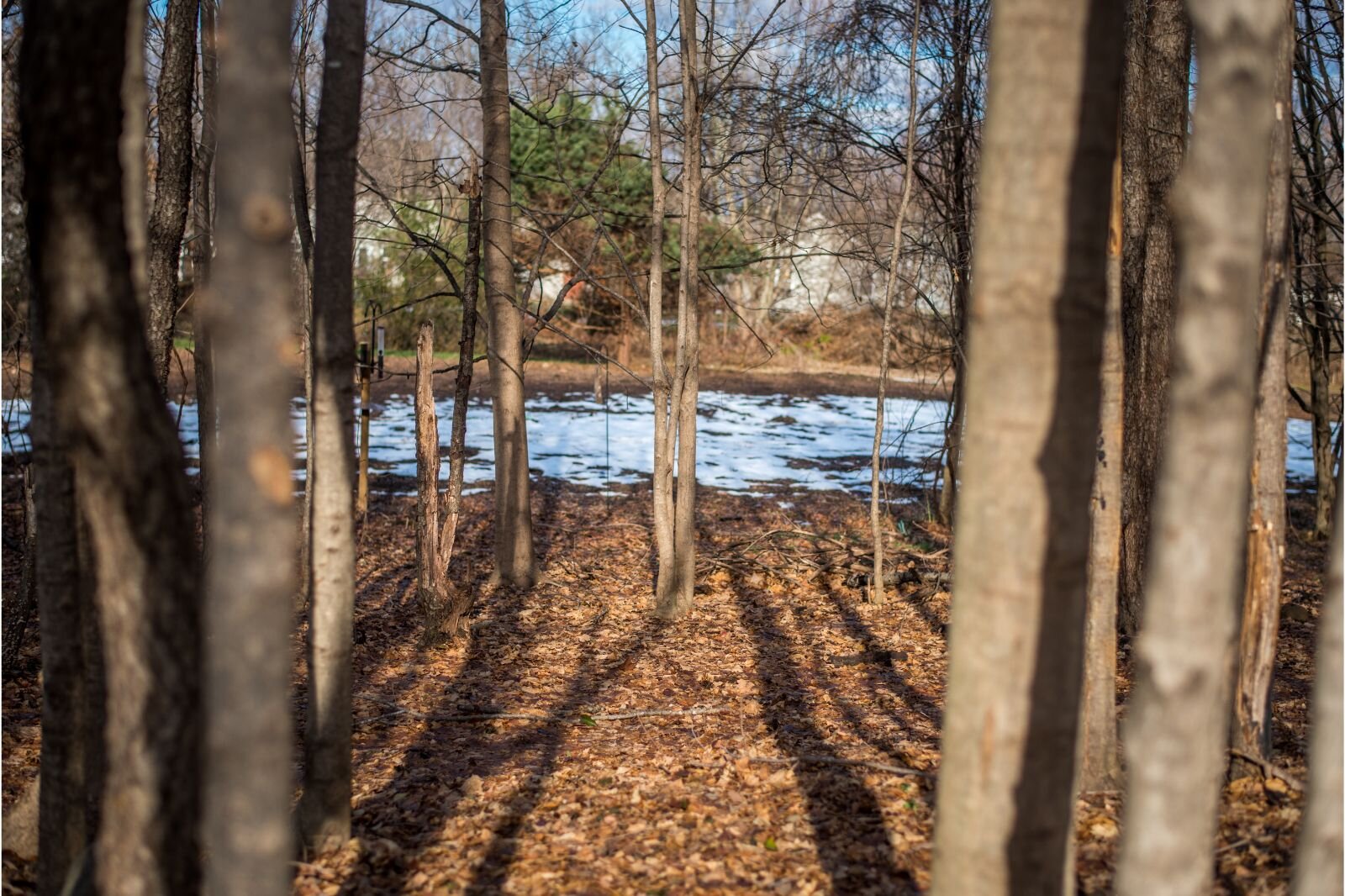 Through the cleared brush, the first stage in the restoration, visitors can see the surrounding houses of two neighborhoods.