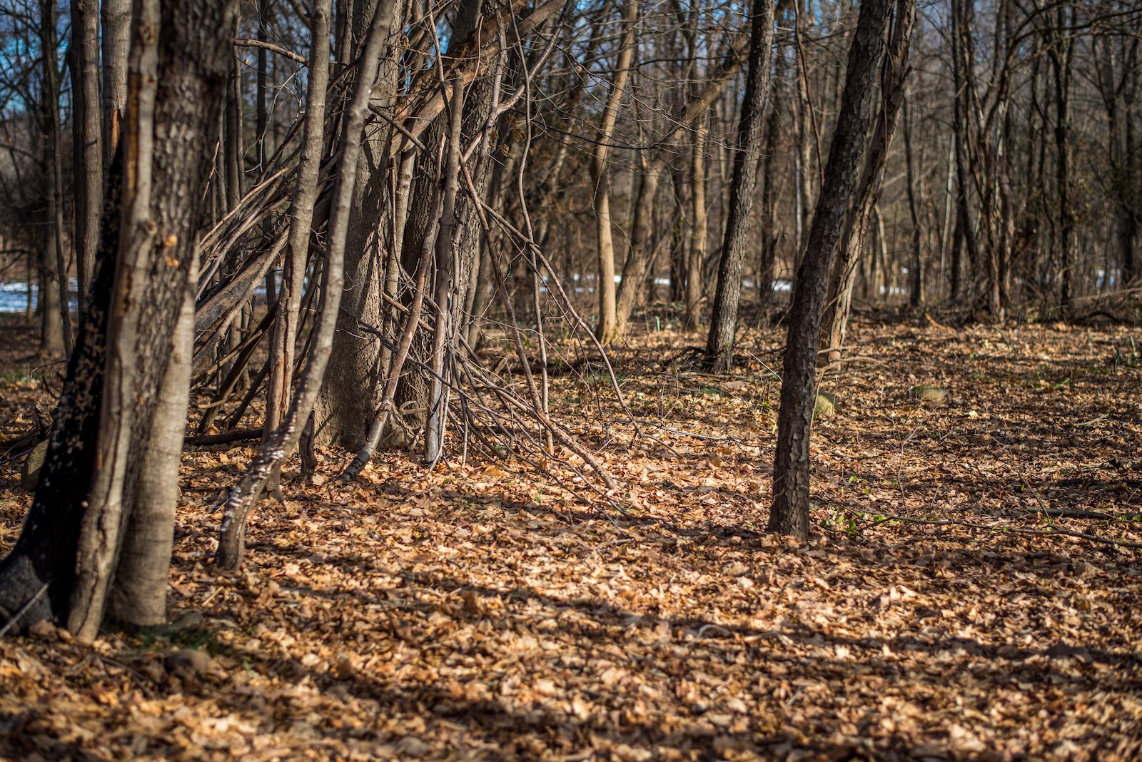 While much of the brush and tangle has been cleared on the land, a stick teepee created by kids remains, a reminder of the former trail.