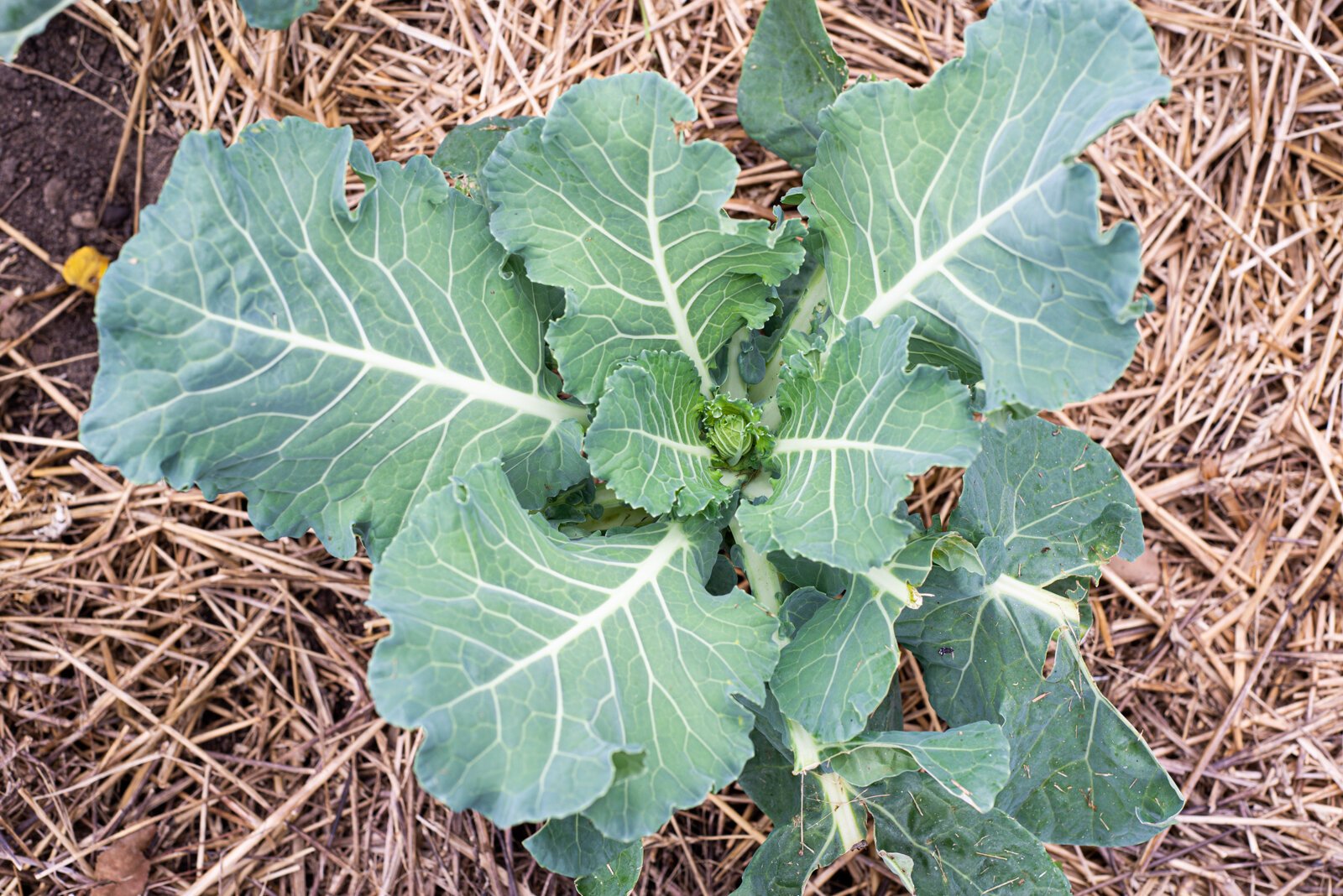 The Community Garden on the Ampersee and Gull side of the property, tended by Mary Crosby. 