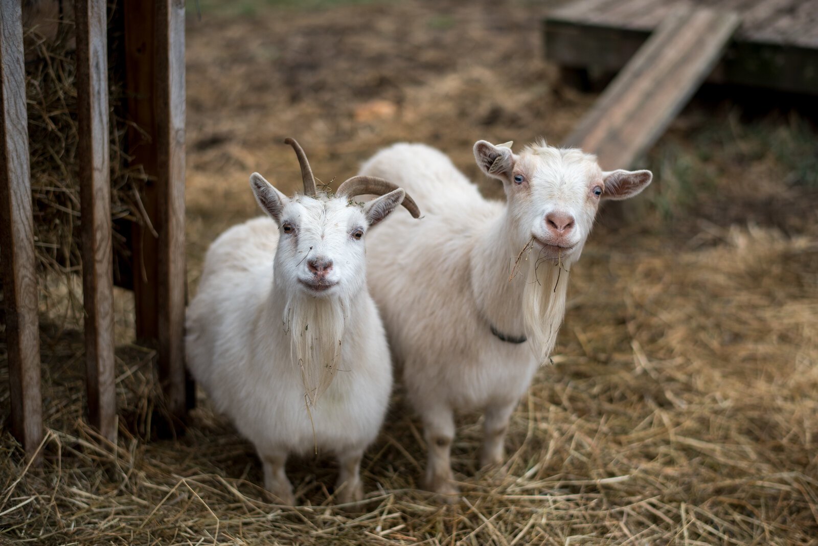 Animals on the farm include sheep, goats, ducks, chickens, alpaca, and rabbits. 