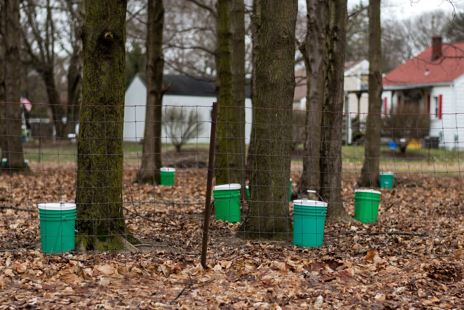 Maple trees are tapped for syrup SHALOM.