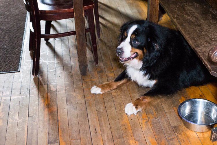 The pub has a sign that cautions patrons not to feed Molly, for her own welfare. 