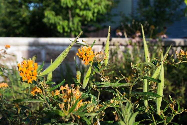 With help from the City of Kalamazoo, Vine Neighborhood Association, Building Blocks and local residents, the former Oak Street Market spot has become a thriving community garden with raised vegetable beds.