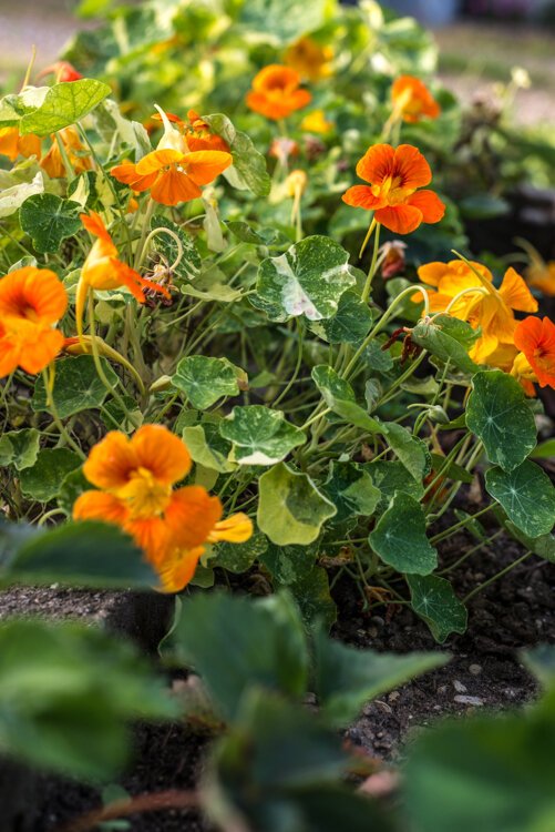 In Fruit of the Vine, steward Sally Reynolds grows all types of fruit, including edible flowers, such as nasturtiums and violets.