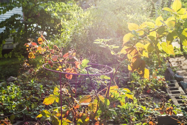 Each year, Sally Reynolds makes jam from some of the garden harvest to share with neighbors.