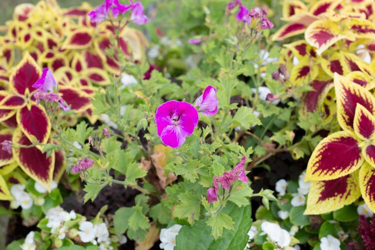 These beautiful annuals grow in a wheelbarrow on the former site where Gonzalez stood asking residents to sign a petition to close the Oak Street Market, a liquor store located where the community garden now is.